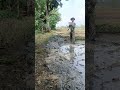 #agriculture #cabaihijau #farming #cabeunggul #farm #automobile #pertanian #sawah #shorts
