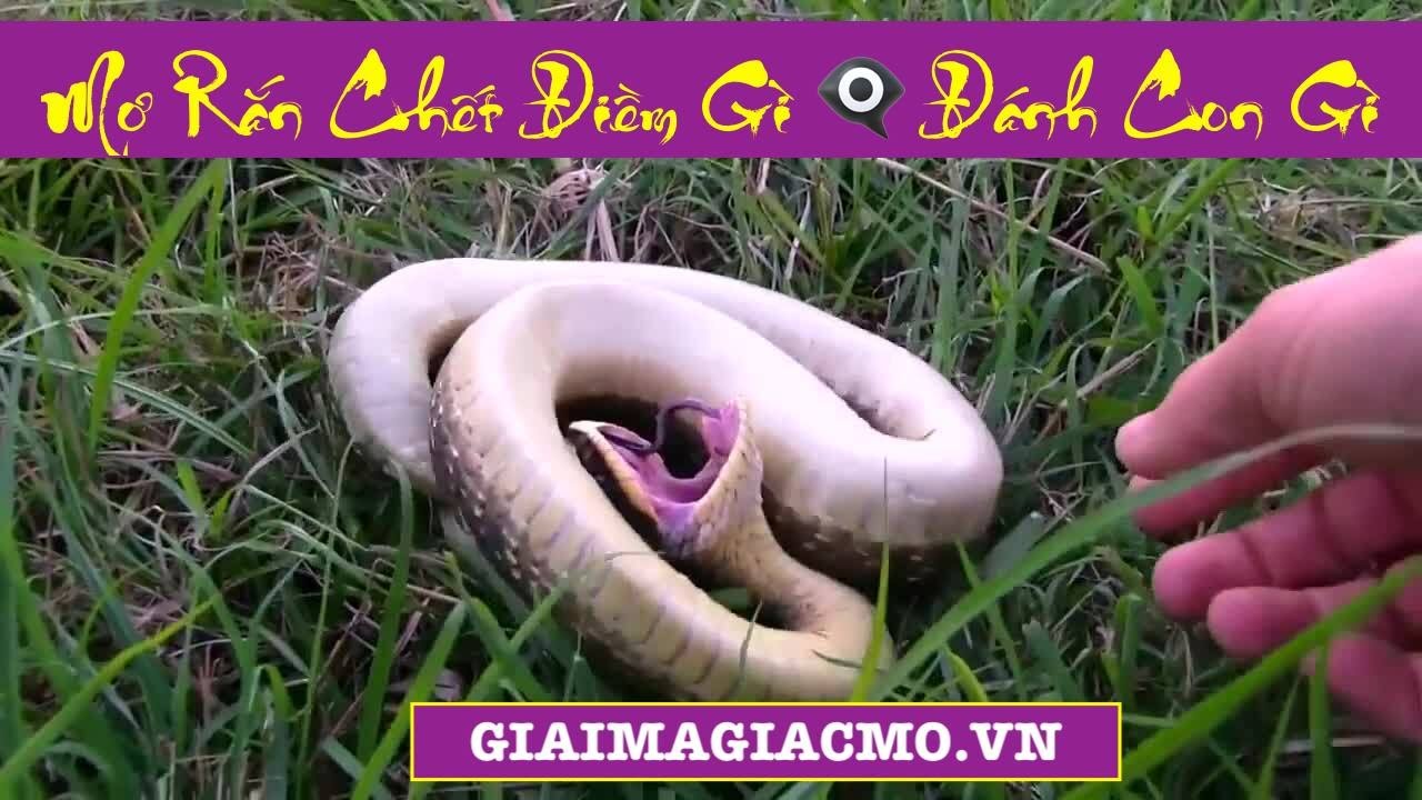 blog online casino Mơ Thấy Rắn Chết Là Điềm Gì, Đánh Con Gì 👉 GiaiMaGiacMo.vn 👁. Giải Mã Giấc Mơ Rắn Chết ✅ CHÍNH XÁC