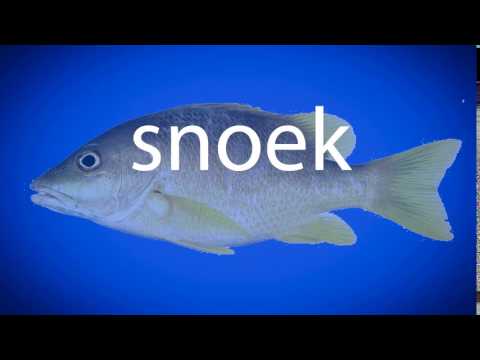What Is Snoek In English