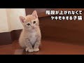 階段が登れなくてヤキモキした鳴き声がかわいい