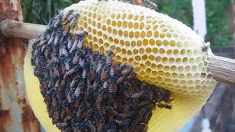 Hướng Dẫn Cách Bắt Ong Ruồi Về Nhà Nuôi Lấy Mật|| Thú Vui Săn Bắn||