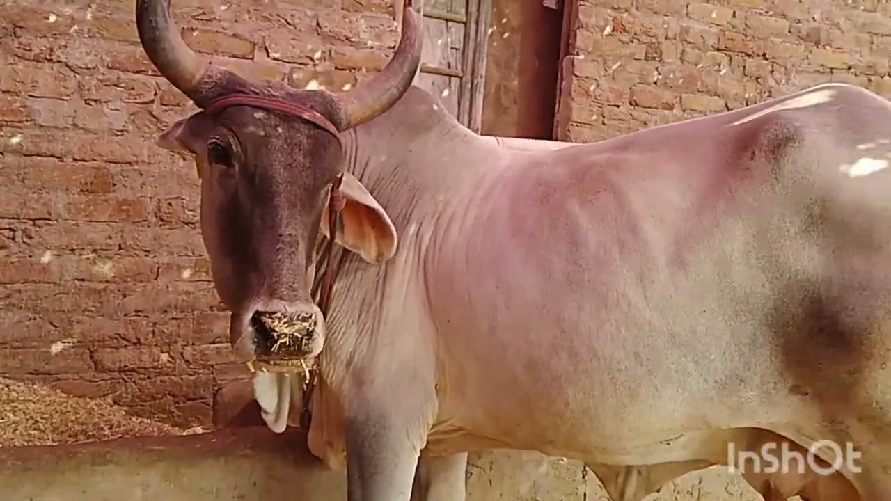 10 जनवरी 2026