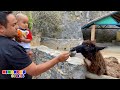 Visita Zoologico Expanzoo 🐪 Farm Animals 🐰 Animales de la Granja y mas - Parte II Mimonona Stories