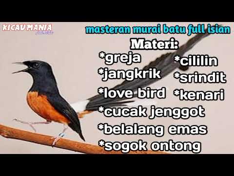 MASTERAN MURAI BATU FULL ISIAN NGEROL NEMBAK