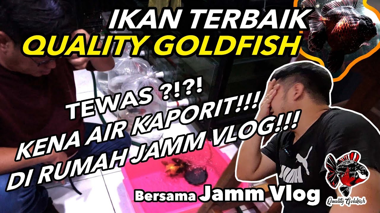 IKAN TERBAIK QGF 25 JUTA HAMPIR TEWAS!!! KARENA HUMAN ERROR AIR TARATAK!!!  Bersama JammVlog!!!