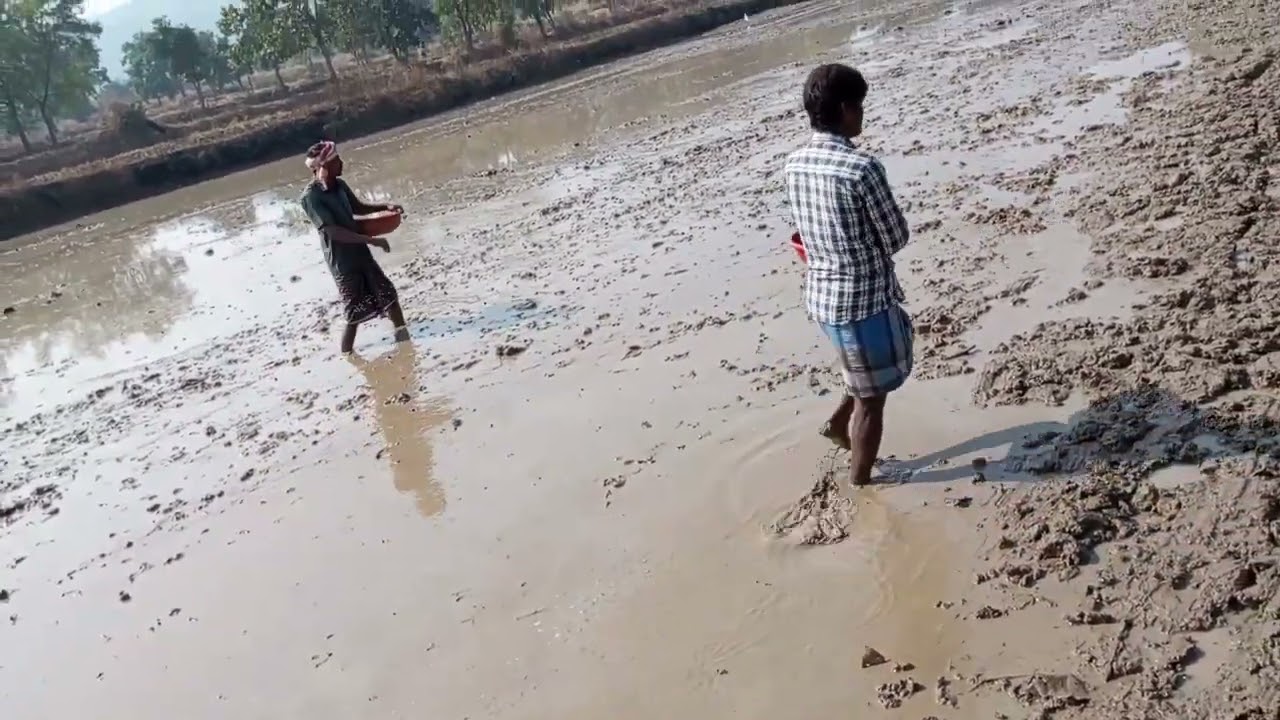 dhan buwai kaise kare // धान की बुवाई कैसे करें