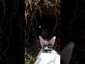 The Secret Life of Rabbits Underground