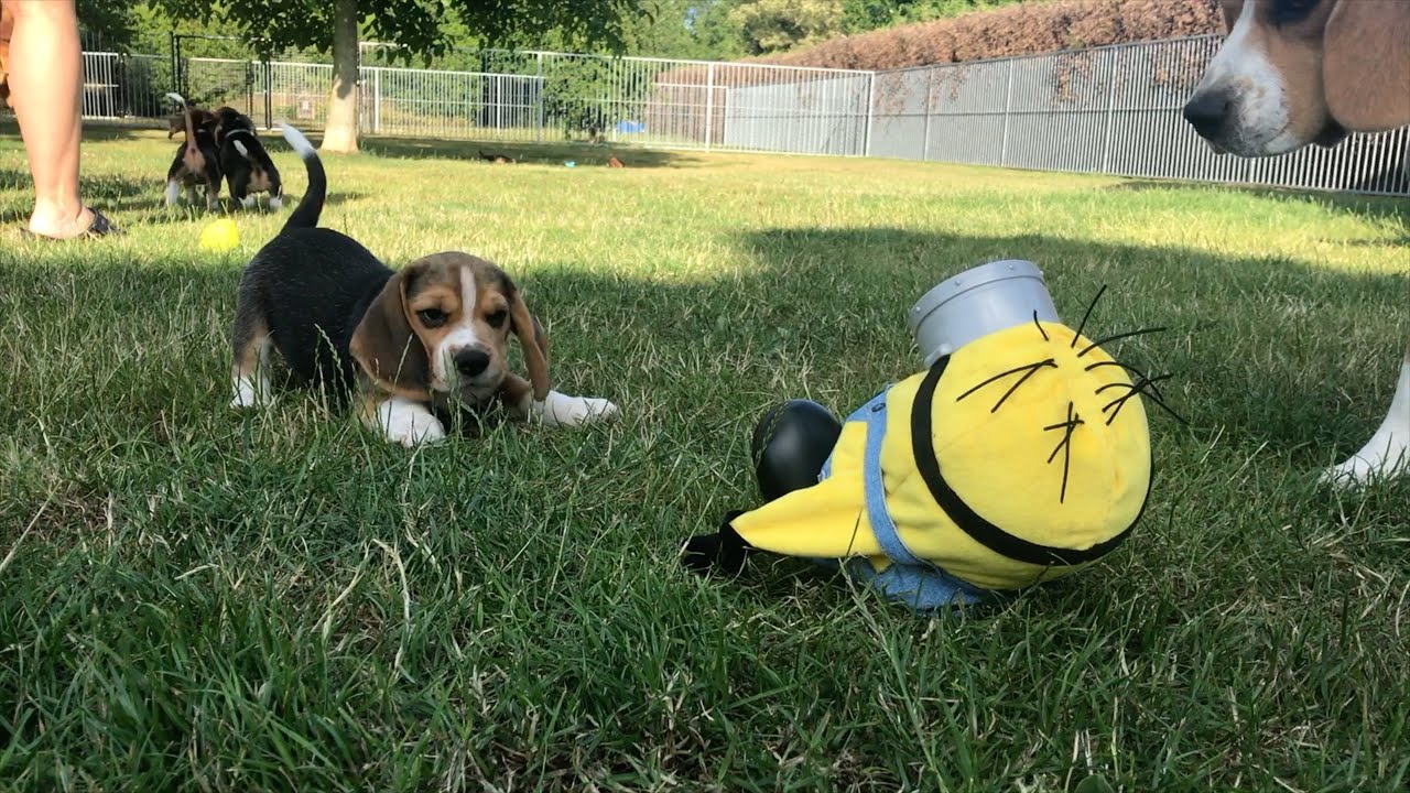 Why Beagles Are the Perfect Breed: Funny and Loving Moments!