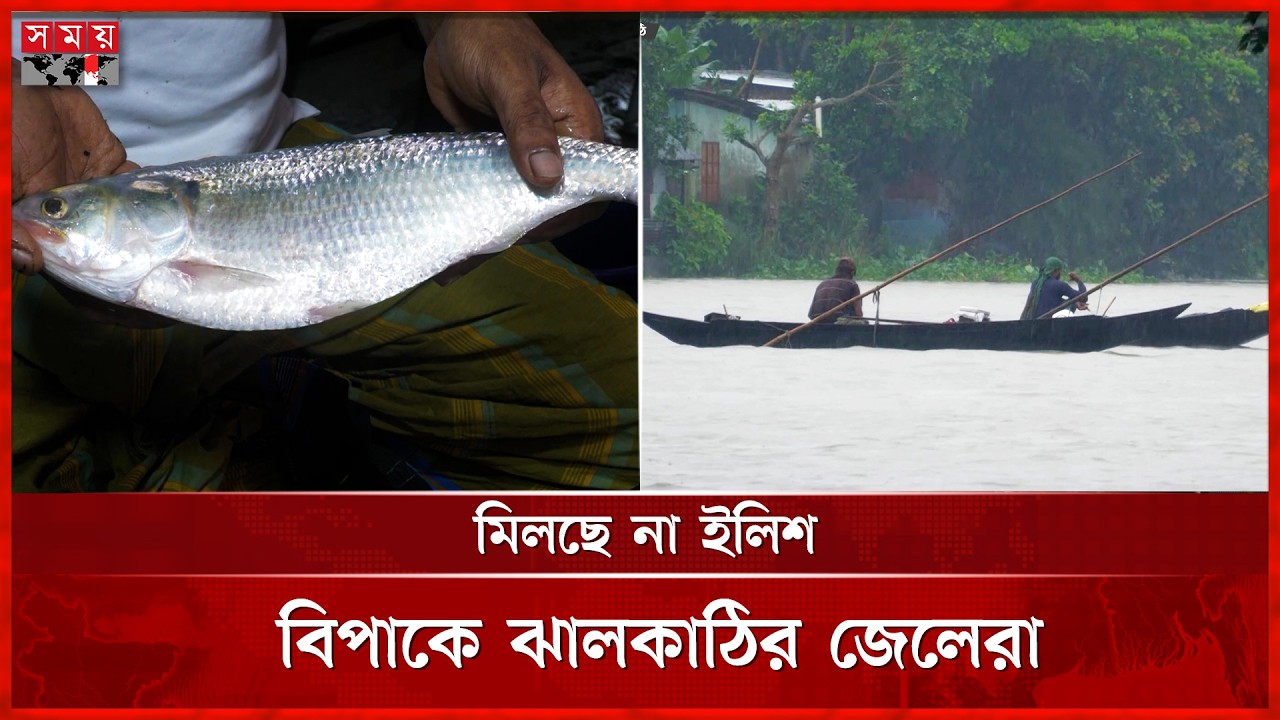 ভরা মৌসুমেও ঝালকাঠির সুগন্ধা ও বিষখালী নদীতে নেই কাঙ্ক্ষিত রুপালী ইলিশ | Ilish | Jhalokathi News