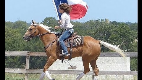 Fear Ty Tari - Champ   ***For info, price, etc., go to our website*** Valley View Ranch