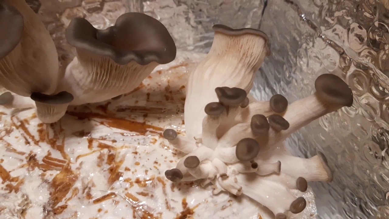 How oyster mushrooms grow in different environmental conditions (conts