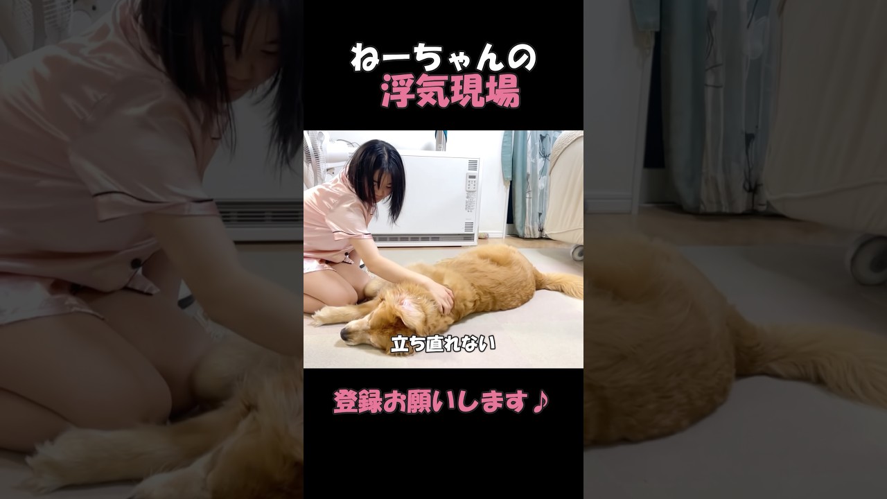 大好きな姉の浮気現場を見てしまい、この世の終わりのように落ち込む大型犬クッキー#goldenretriever #dog #箱入りクッキーはゴールデンレトリバー