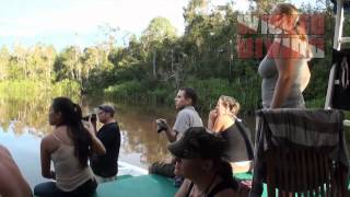 Wicked Expedition - Orangutan feeding stations