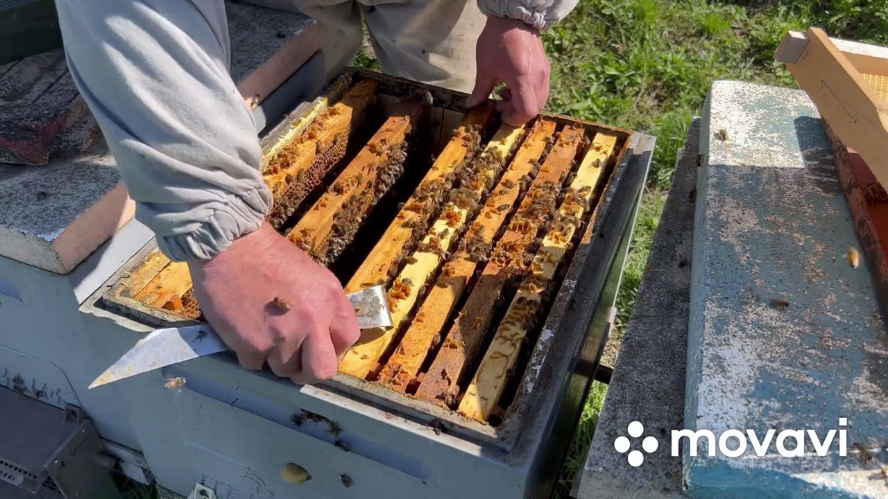 Апрельское расширение пчел вощиной. Часть 4.