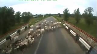 Ужас. Еще один грузовик давит стадо. Теперь уже овец. Очень жалко животных. Ужас. Еще один грузовик давит стадо. Теперь уже овец. Очень жалко животных.
