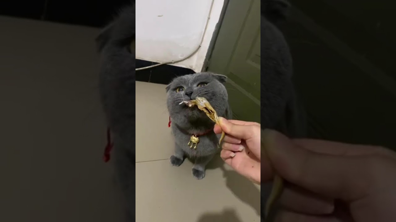 Crazy Cat Love: Why Can't It Live Without Dried Fish