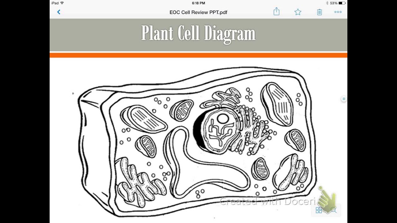 EOC Cells Review Video - YouTube