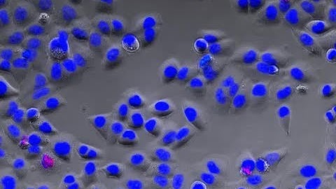 ImageXpress micro label free fluor hela DNA damage