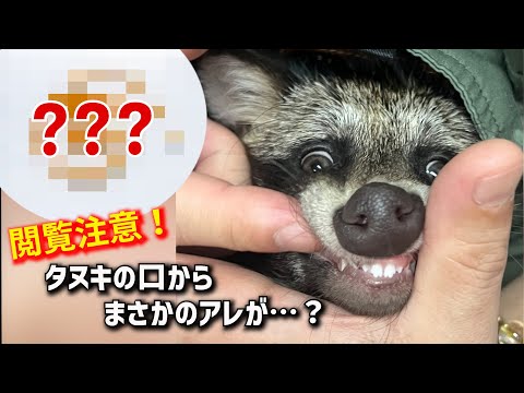 閲覧注意！】タヌキの口からまさかのアレが…？【CAUTION!】Something