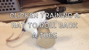 Clicker-Training: Shaping a Rat to Roll Back a Tube
