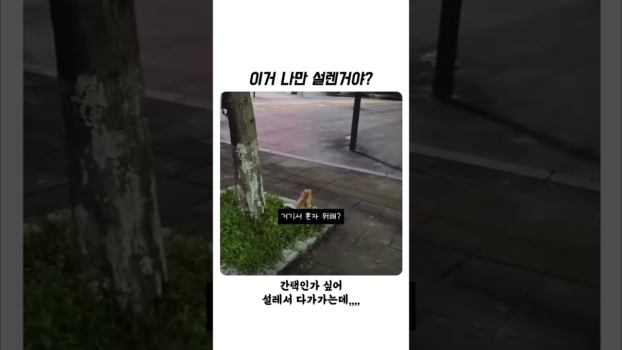 이거 나만 설렌거야? ㅋㅋㅋㅋ #shorts #유머 #고양이
