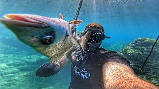 Spearfishing | Catch & Cook