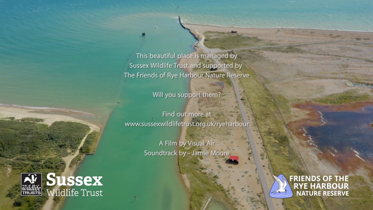 drikke arbejder ring Review of 2019 at Rye Harbour Nature Reserve | Sussex Wildlife Trust