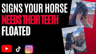 Signs Your Horse Needs It's Teeth Floated,  RJF Why It S Important To Float Horse S Teeth