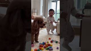 #PetDebutProject #Poodle #CutePuppy #EarlyEducationFor0to3YearOlds #SoAdorableAndCute
