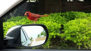 Crazy Cardinal