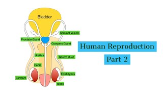 Human reproduction Part 2-The Male Reproductive System-Leaving Cert Biology