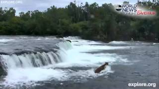 Mama Bear Jumps Into River to Save 3 Cubs