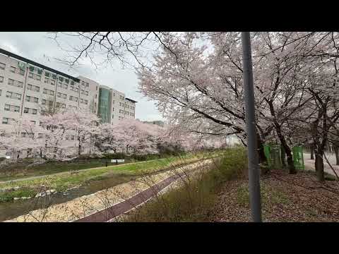 #동남보건대학교 에 벗꽃이 예쁘게 피었습니다. #의료인공지능학과