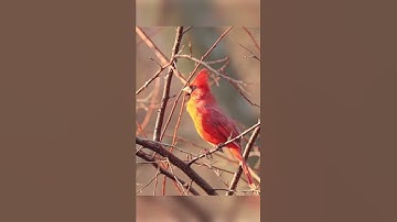 Angry Birds | #cardinals #funnyanimals #shorts