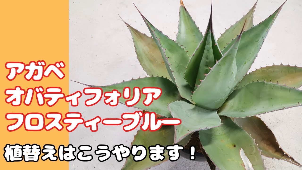 アガベ】春の植替えシーズン！アガベ オバティフォリアフロスティーブ