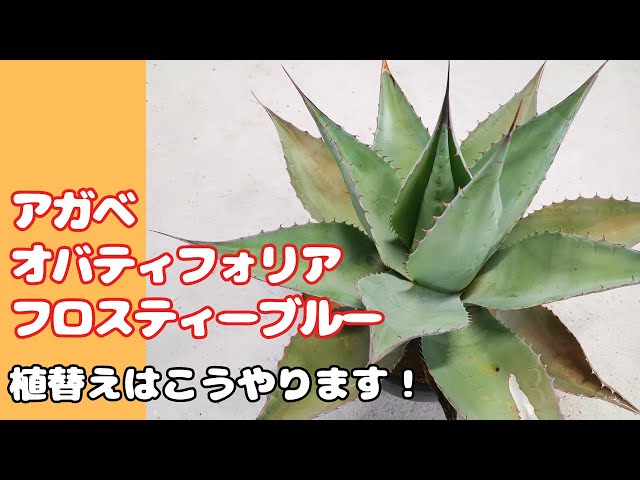 アガベ】春の植替えシーズン！アガベ オバティフォリアフロスティーブ  