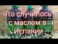 Оливковое масло в Испании сильно подорожало и стало недоступным