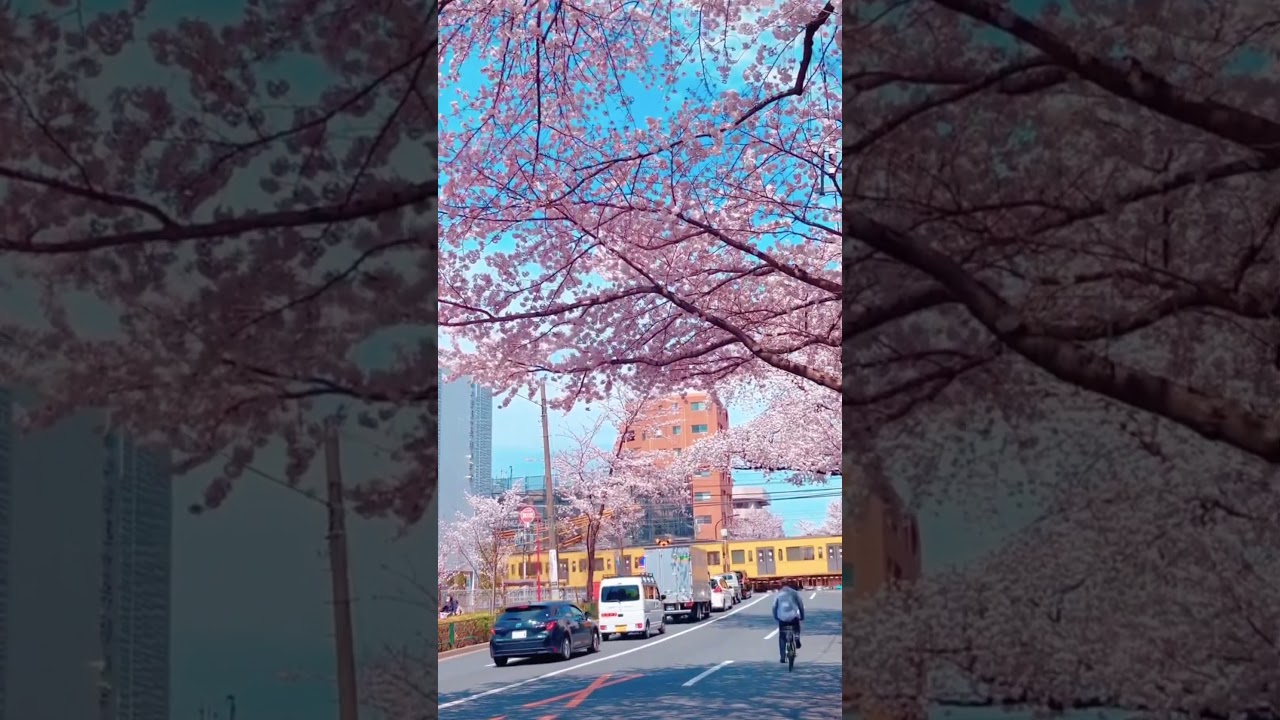 “Whispers of Sakura”🌸