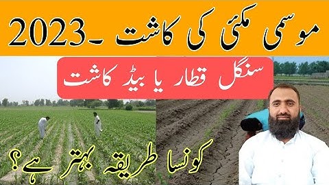 Which is the best sowing method for Autumn Maize || Bilal Kanju Official