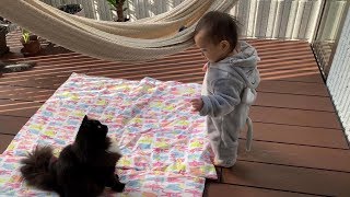 娘から試練を与えられる猫　ラガマフィン　Cat given trial by owner's daughter