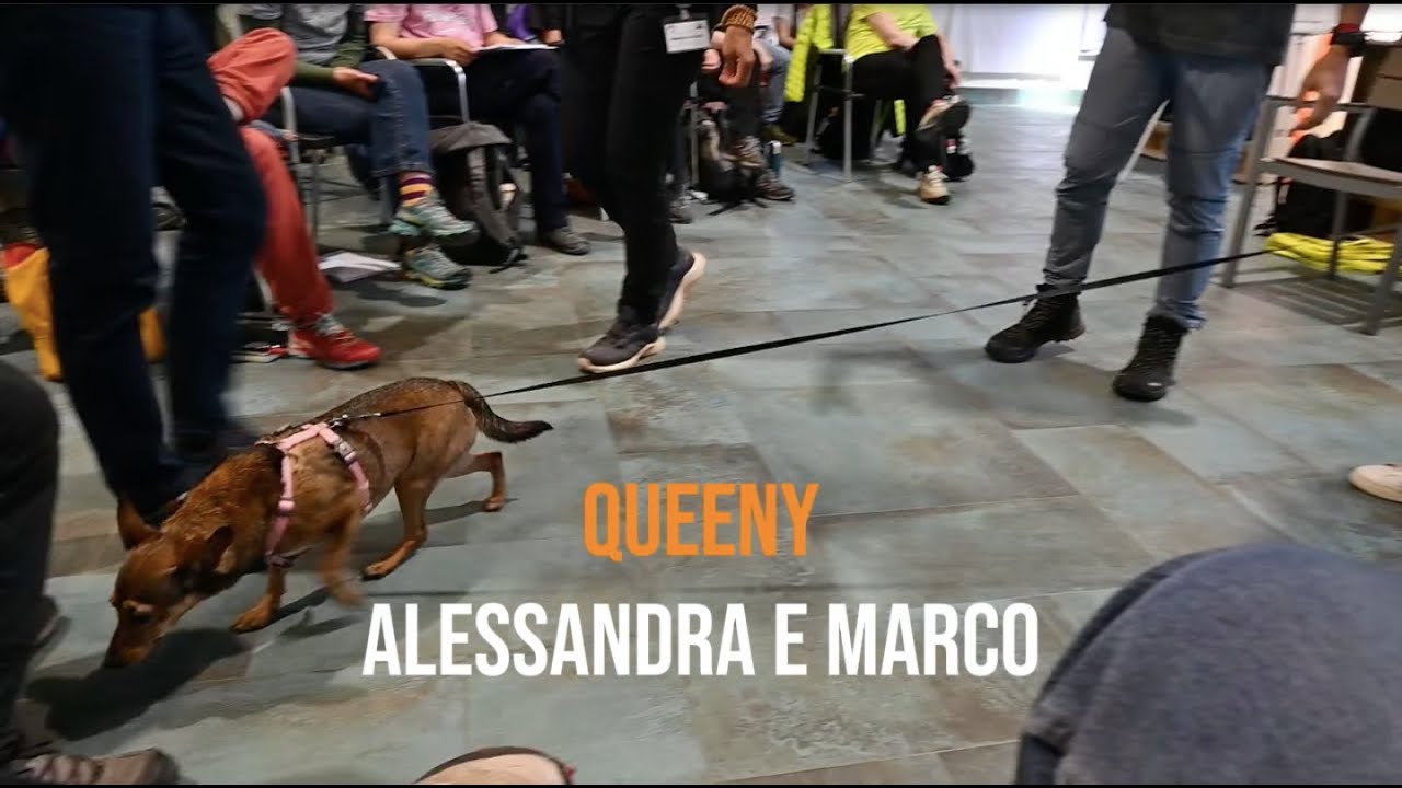 Come aiutare un cane timido e pauroso. Angelo Vaira lavora con Queeny