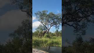 Does nature benefit from what the elephant did 🤔