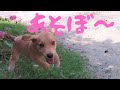 【捨犬保護】一緒にお外で元気に遊びました おまけ動画あり