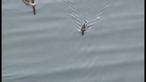 Sec  13 2 Froude Number in Open Channel Flow