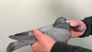 Meulemans 665