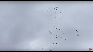 🕊 Ветер Южный, погода лётная для Николаевских голубей. Обзор Николаевских голубей 2018.