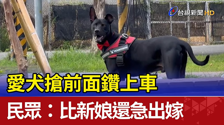 愛犬搶前面鑽上車 民眾:比新娘還急出嫁 - 天天要聞