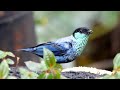 Black-capped Tanager in Ecuador