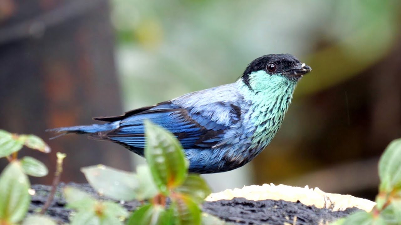 Black-capped Tanager in Ecuador 