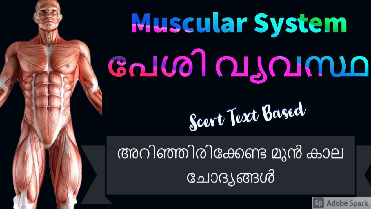 MUSCULAR SYSTEM | പേശി വ്യവസ്ഥ| കേരള PSC